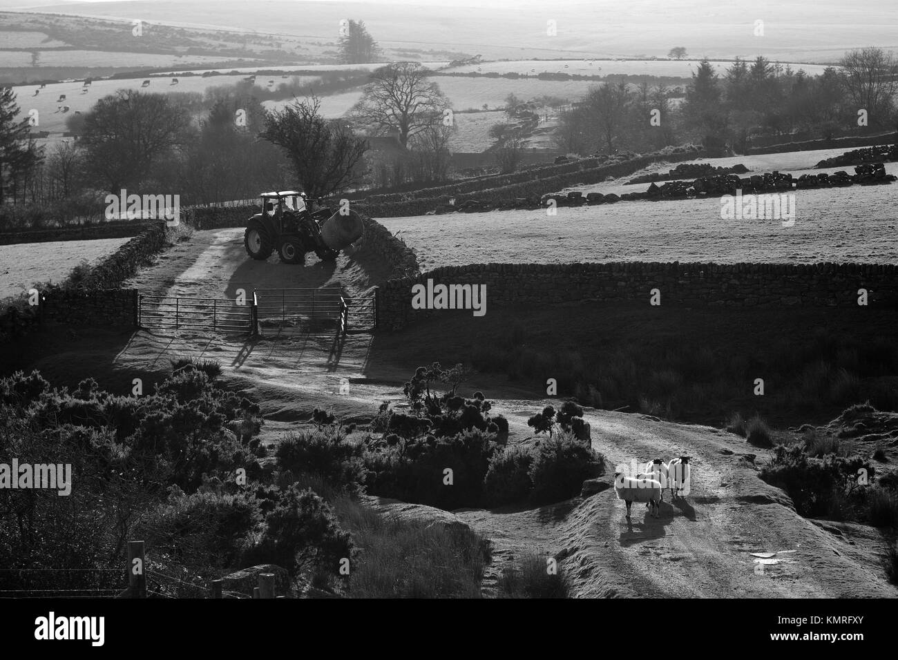 Il contadino gli agricoltori trattore del cane e pecore Dartmoor Foto Stock