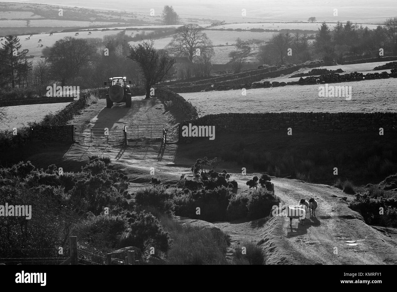 Il contadino gli agricoltori trattore del cane e pecore Dartmoor Foto Stock