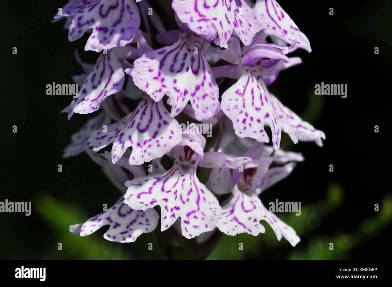 Orchidea macchiata 'Dactylorhiza maculata" da maggio a luglio,close up; umida brughiera, New Forest, Hampshire, Regno Unito Foto Stock