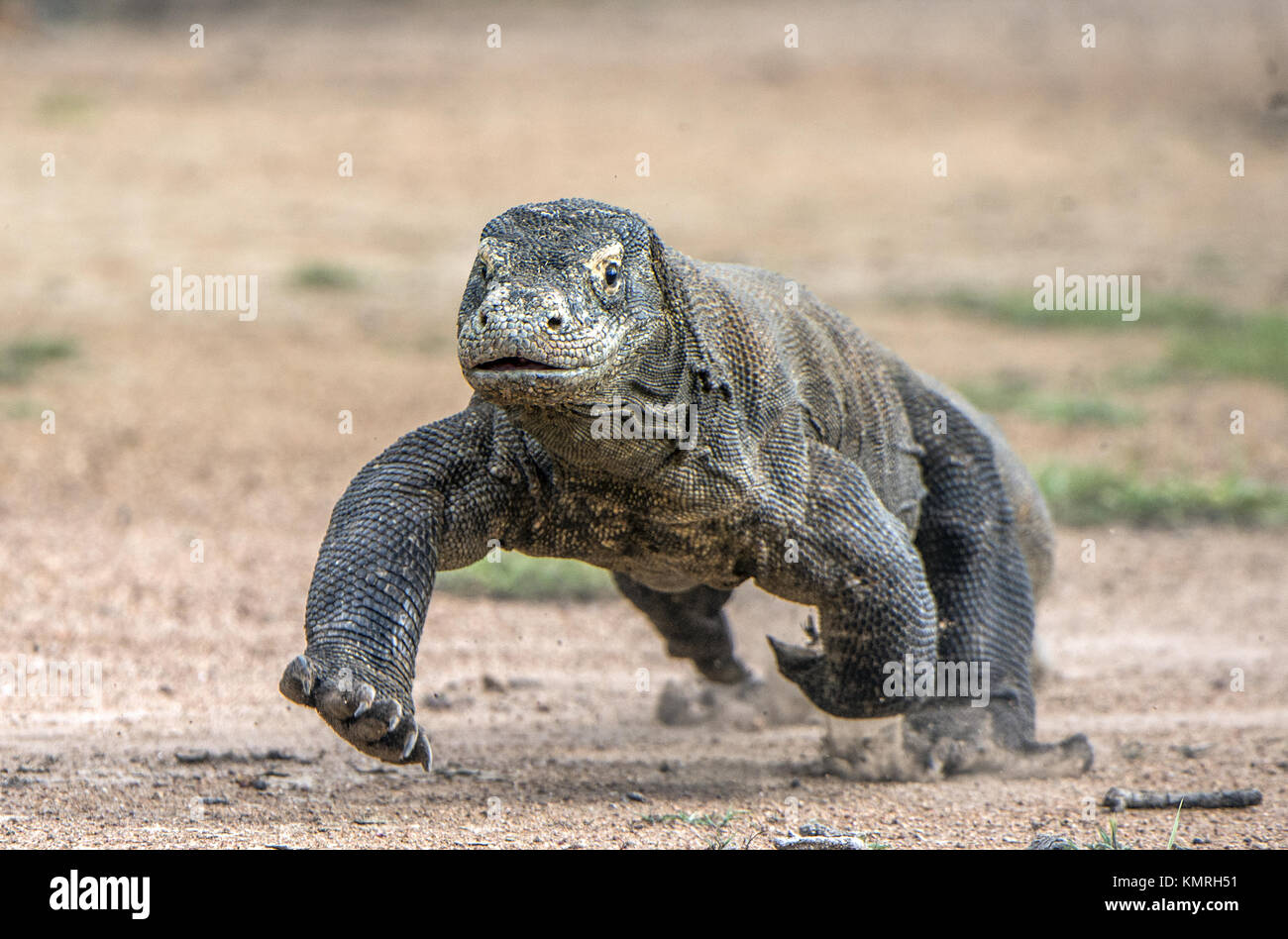 Attacco di un drago di Komodo. Il drago in esecuzione sulla sabbia. L'esecuzione di drago di Komodo (Varanus komodoensis ) . È la più grande lucertola vivente nel mondo. Foto Stock