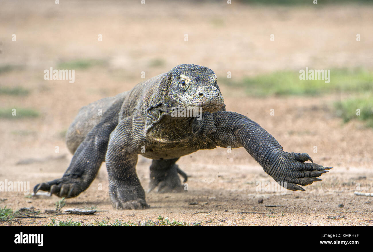 Attacco di un drago di Komodo. Il drago in esecuzione sulla sabbia. L'esecuzione di drago di Komodo (Varanus komodoensis ) . È la più grande lucertola vivente nel mondo. Foto Stock