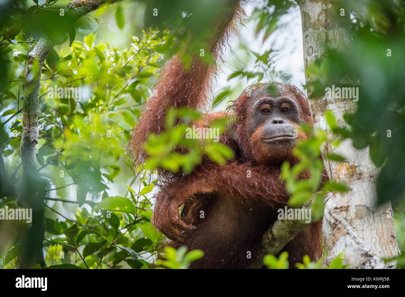 Bornean orangutan (Pongo pygmaeus) sotto la pioggia sulla struttura ad albero nella natura selvaggia. Central Bornean orangutan ( Pongo pygmaeus wurmbii ) sull'albero in nat Foto Stock