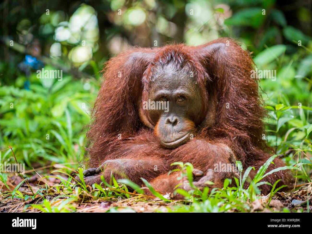 Bornean orangutan (Pongo pygmaeus) nella natura selvaggia. Central Bornean orangutan ( Pongo pygmaeus wurmbii ) in habitat naturali. Foto Stock