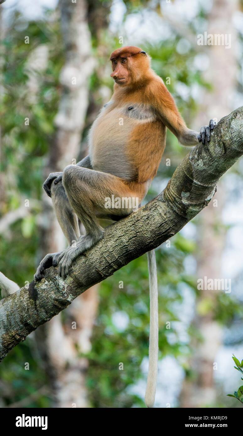 Maschio carino proboscide di scimmia (Nasalis larvatus) seduto su un albero nel verde selvaggio del Borneo, Indonesia. Foto Stock