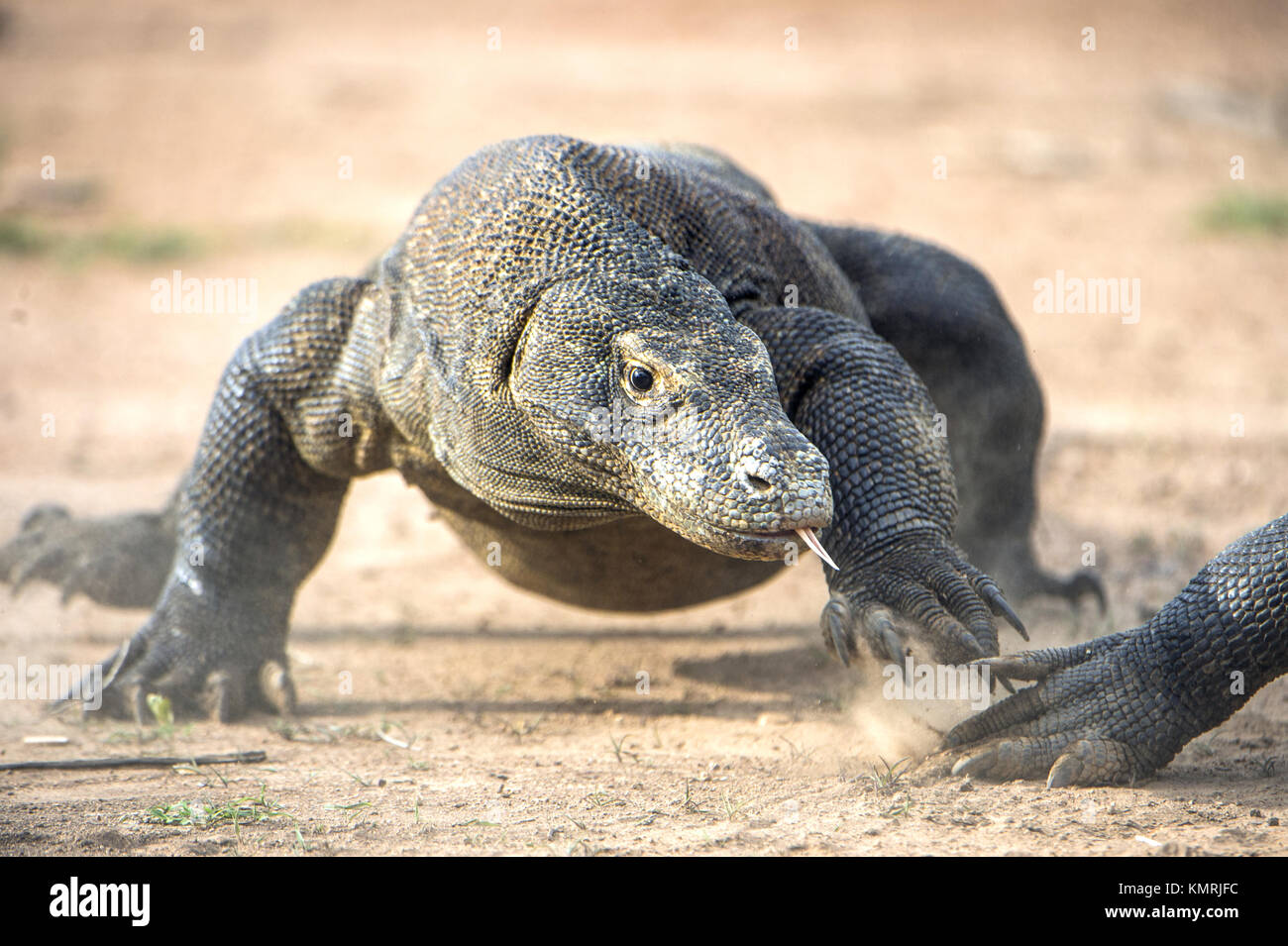 Attacco di un drago di Komodo. Il drago in esecuzione sulla sabbia. L'esecuzione di drago di Komodo (Varanus komodoensis ) . È la più grande lucertola vivente nel mondo. Foto Stock