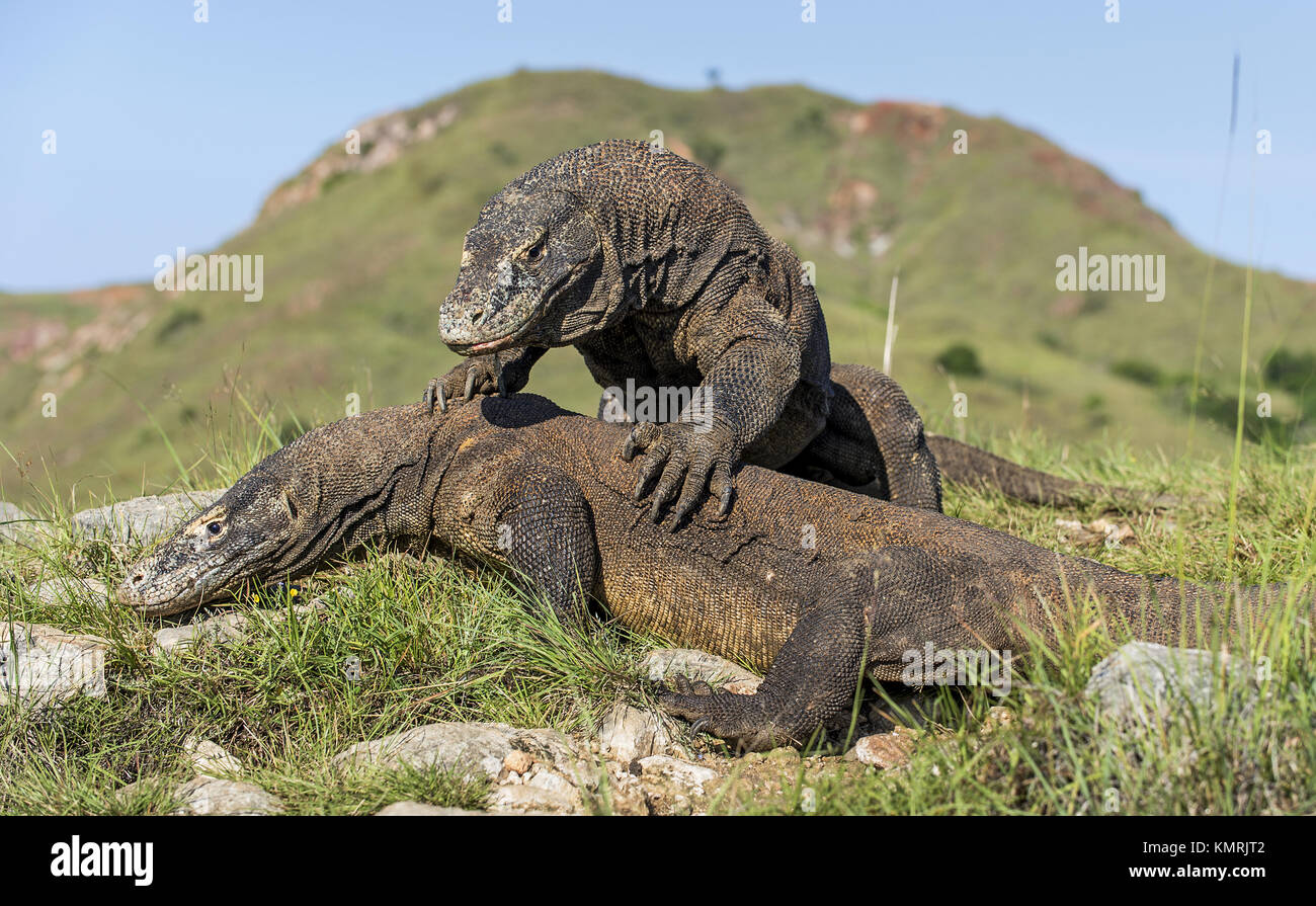 La lotta contro draghi di Komodo per il dominio. Il drago di Komodo (Varanus komodoensis), noto anche come il monitor di Komodo, è la più grande lucertola vivente in Foto Stock