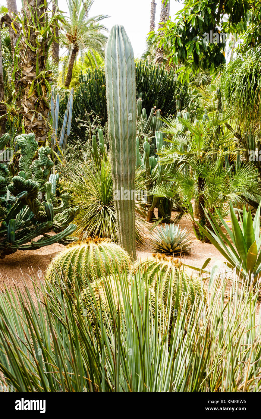 Primo piano di una varietà di cactus, palme e altre piante. Foto Stock