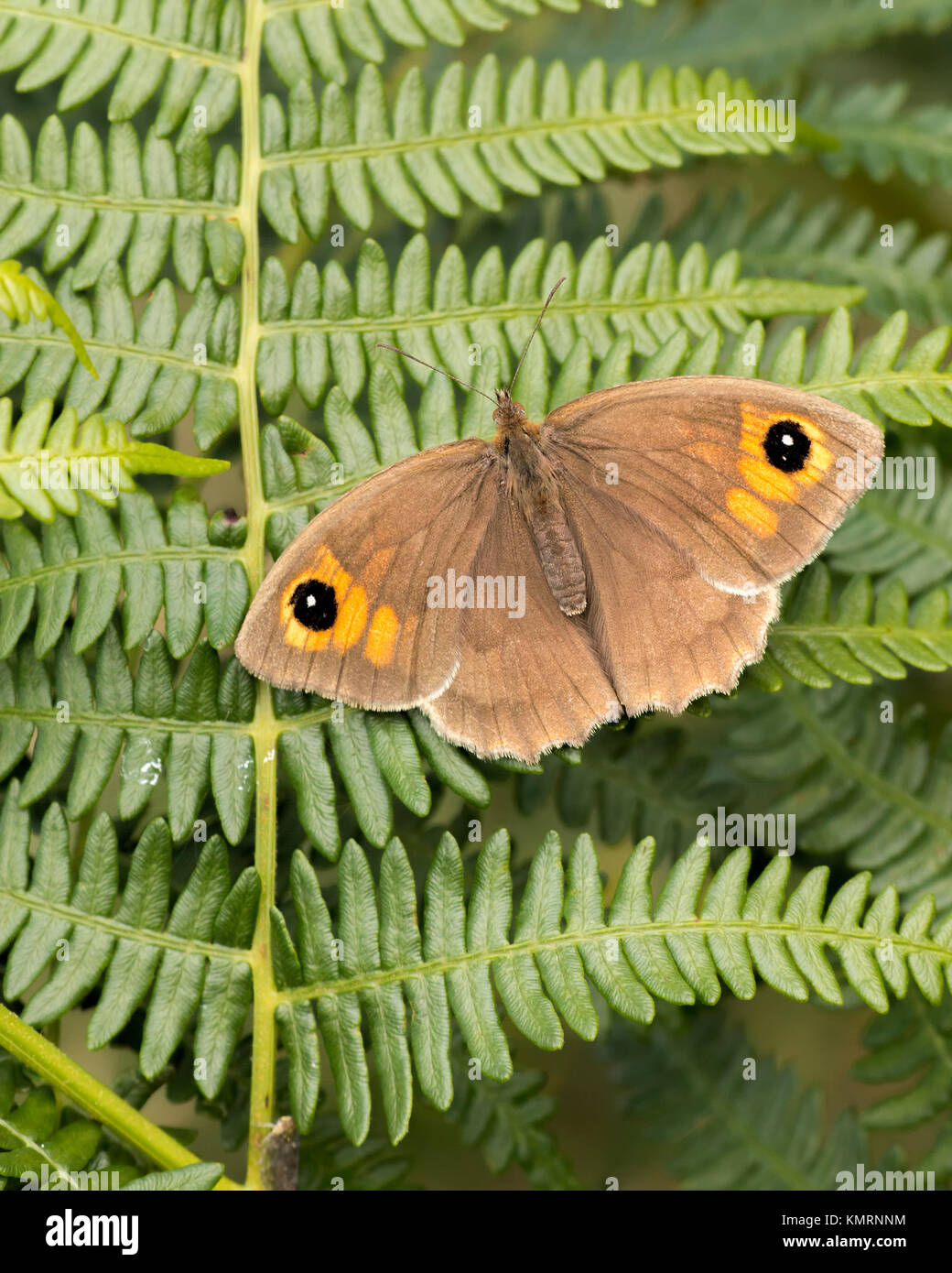 Prato farfalla marrone (Maniola jurtina) crogiolarsi al sole su bracken (Pteridium aquilinum). Cahir, Tipperary, Irlanda. Foto Stock