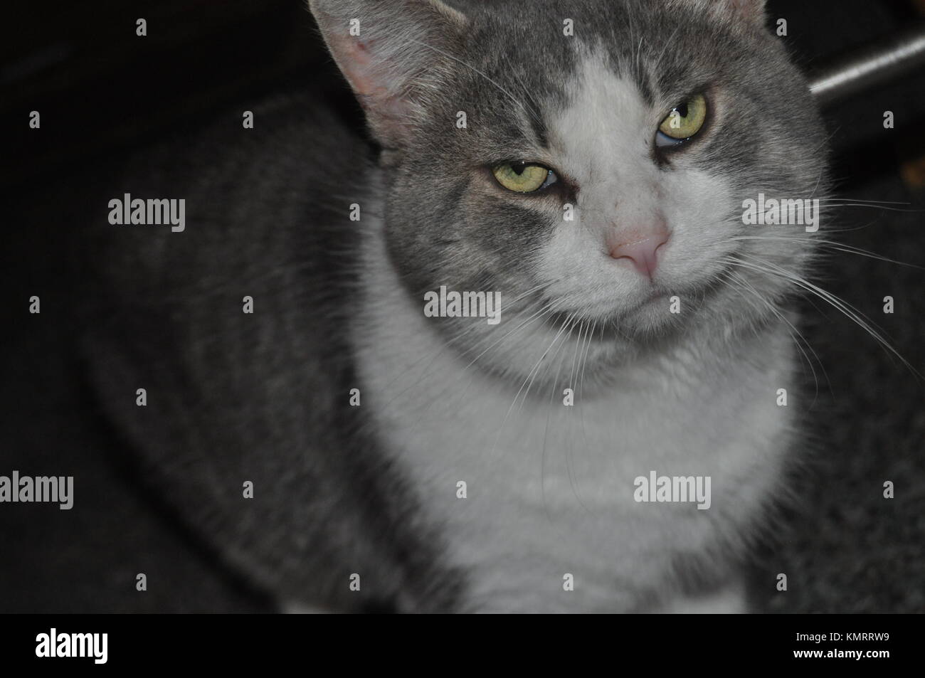 Il grasso gatto di casa/ rovinato cat Foto Stock