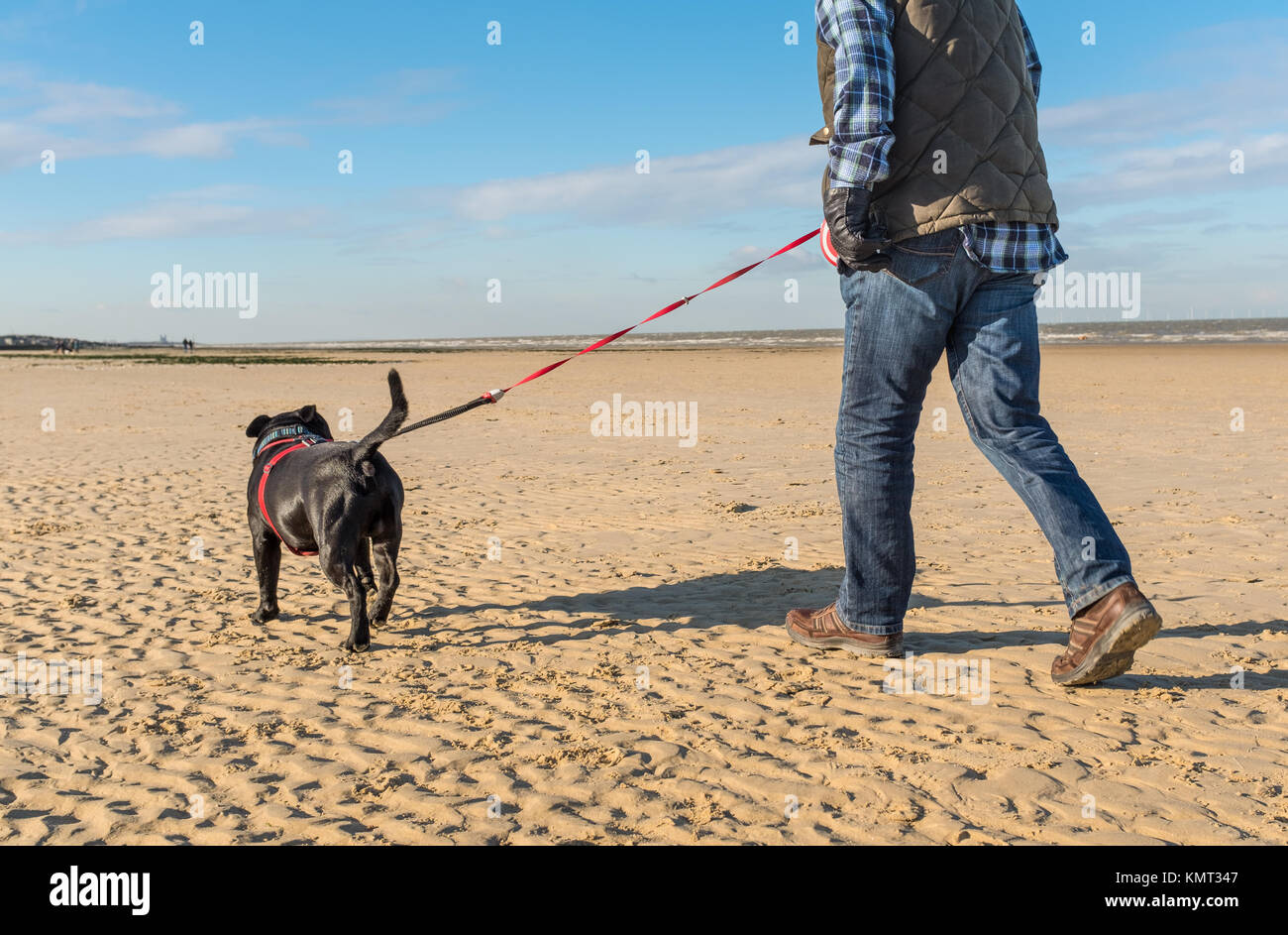 Staffordhire bull terrier cane su uno specchietto guinzaglio o portare su di una spiaggia di sabbia in kent, Minnis Bay, Regno Unito in inverno Foto Stock