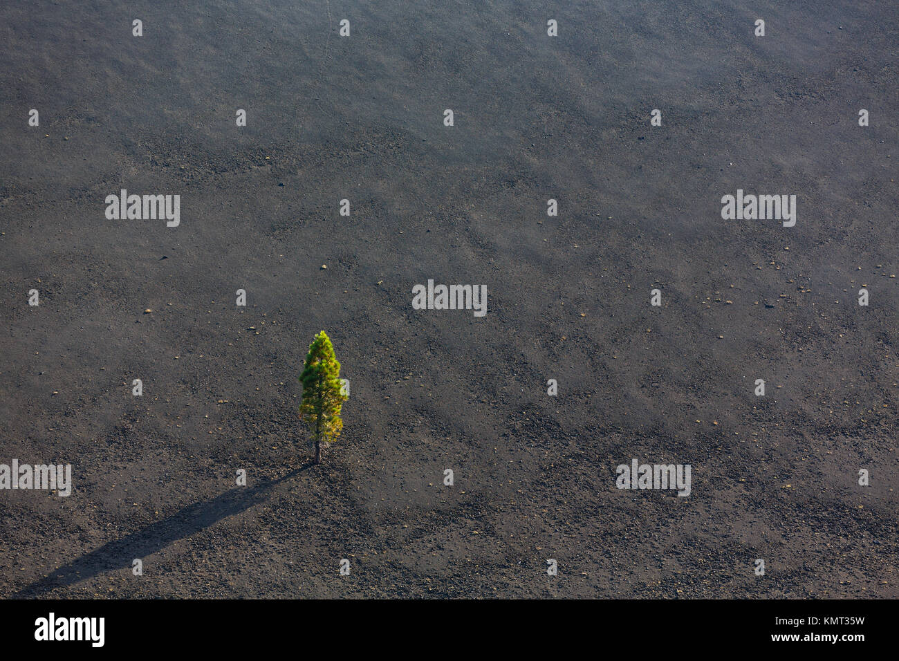 Albero cresce in ceneri vulcaniche Foto Stock