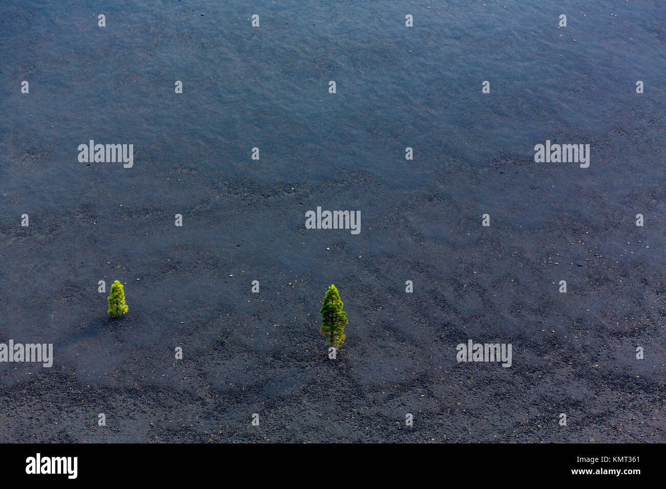 Vista aerea di due alberi di pino crescente sul cono di scorie a sinistra da vulcano Foto Stock