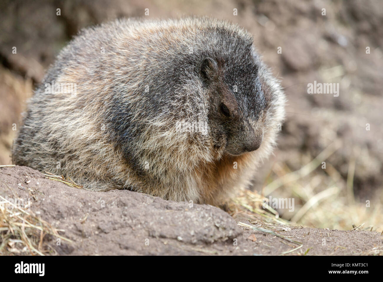 Marmotta si siede sul terreno e guarda a lato Foto Stock