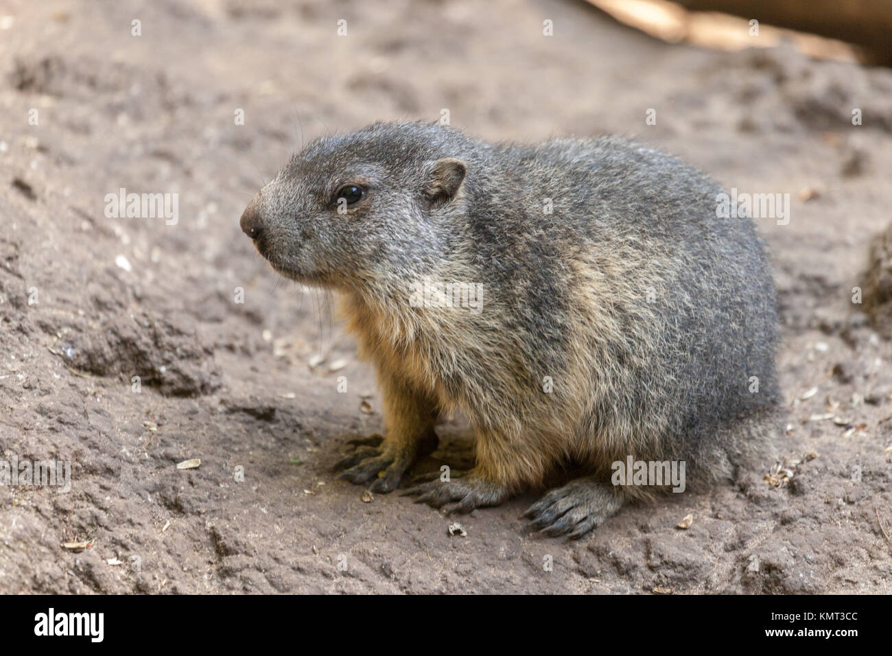 Marmotta si siede sul terreno e guarda a lato Foto Stock