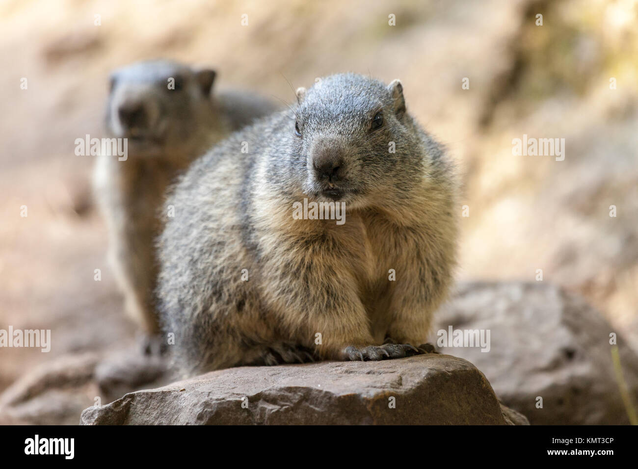 Marmotta si siede sul terreno e guarda a lato Foto Stock