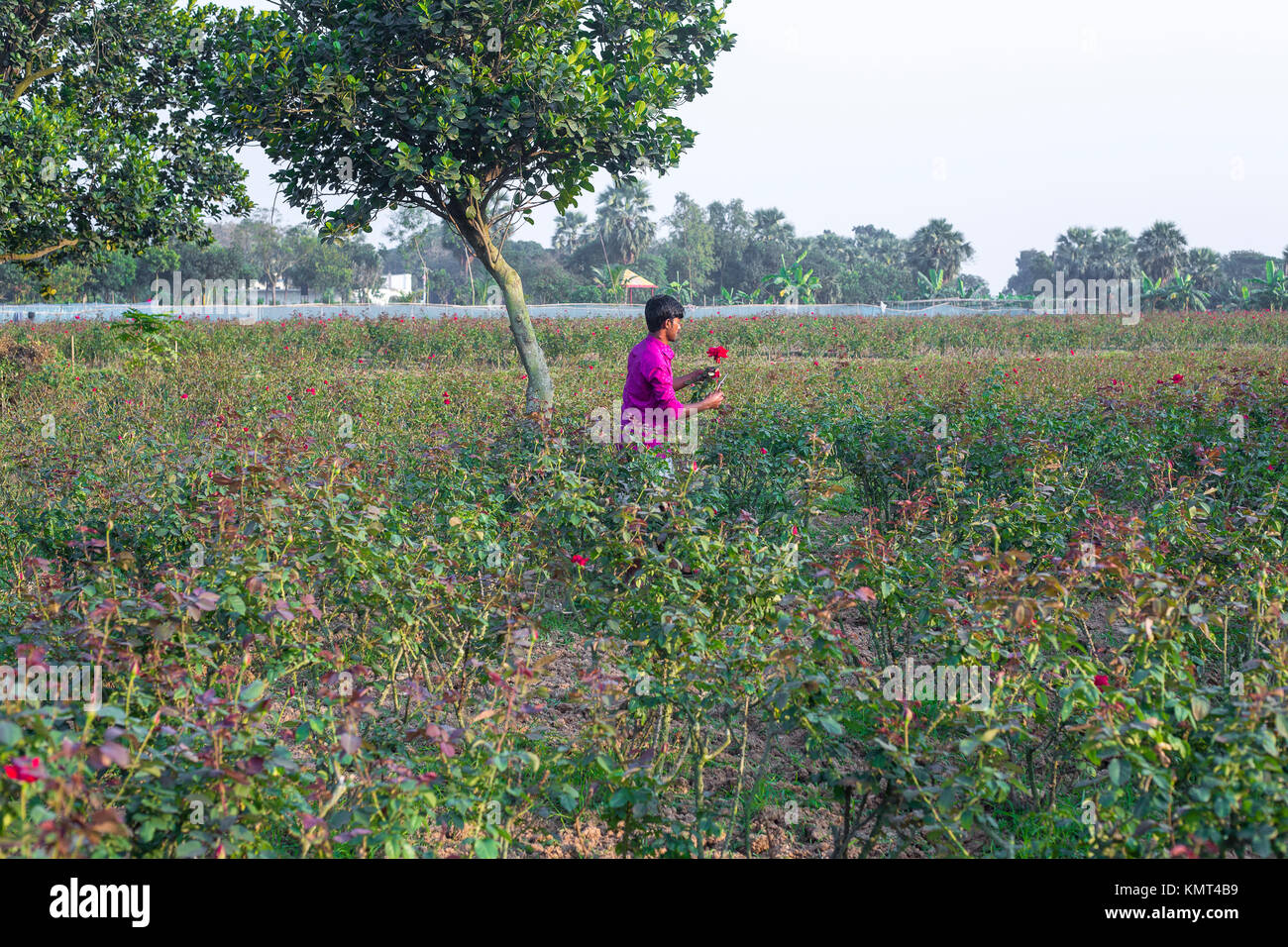 Flower motocoltivatori raccogliere Milano red rose fiori. Foto Stock