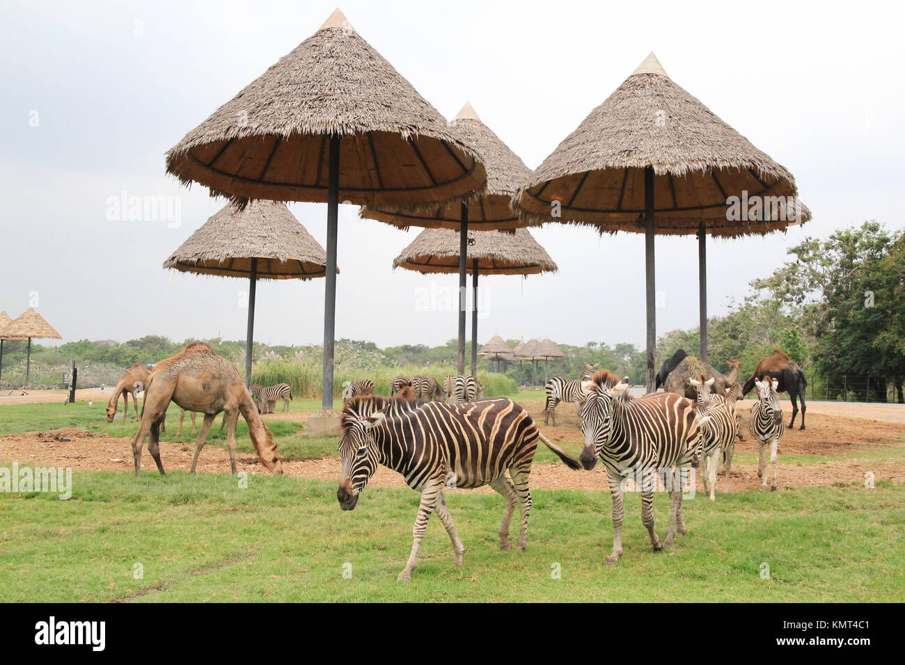 Zebra e cammello su verde nella natura selvaggia Foto Stock