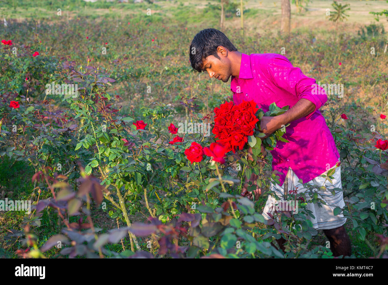 Flower motocoltivatori raccogliere Milano red rose fiori. Foto Stock