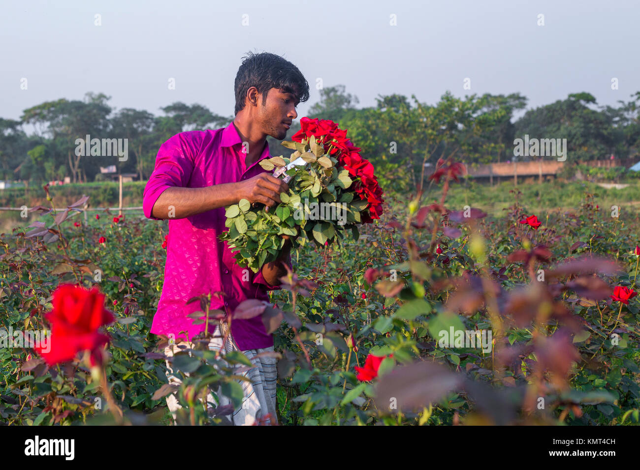 Flower motocoltivatori raccogliere Milano red rose fiori. Foto Stock
