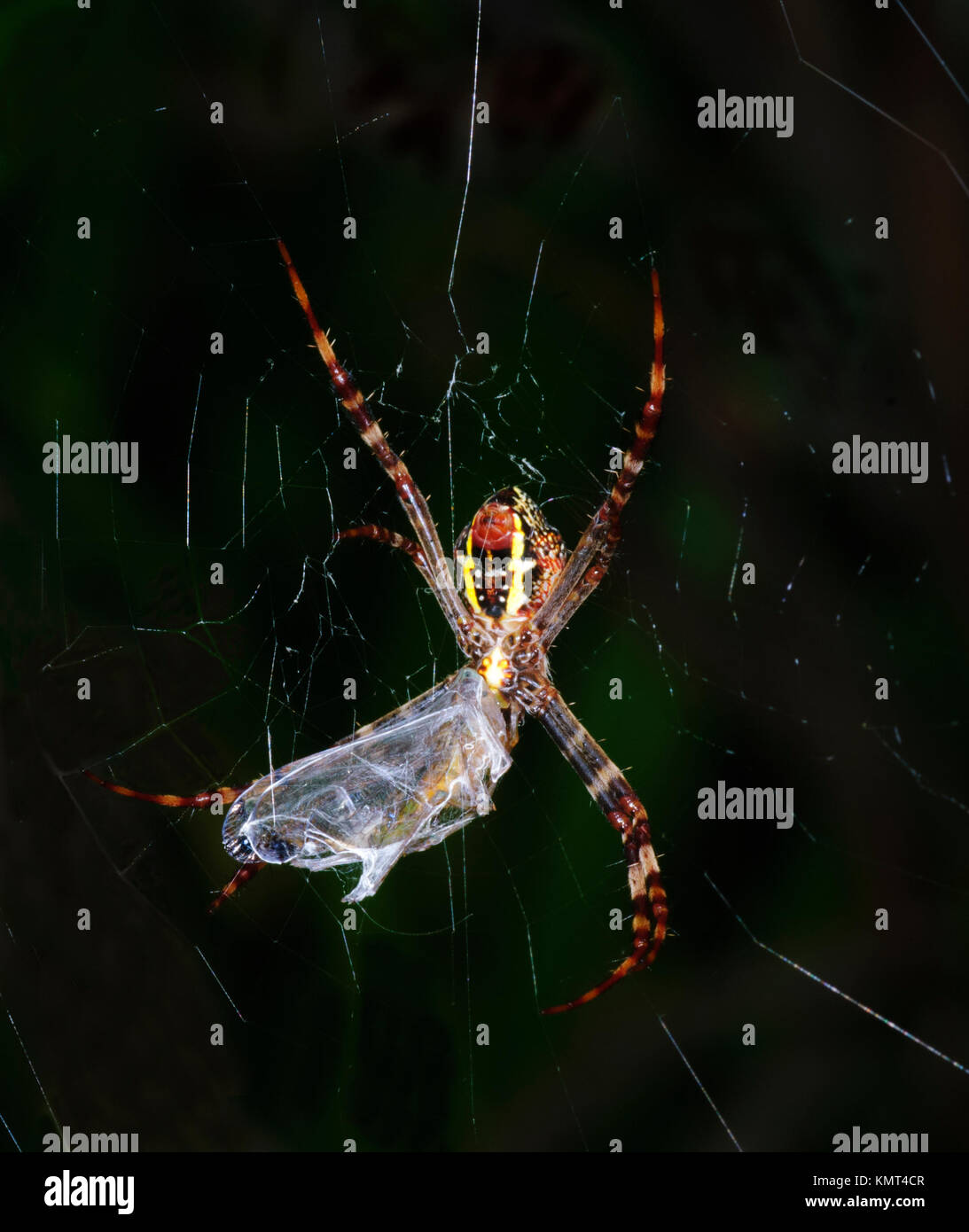 Croce di Sant' Andrea Spider (Argiope keyserlingi) con avvolto in preda, estremo Nord Queensland, Australia Foto Stock