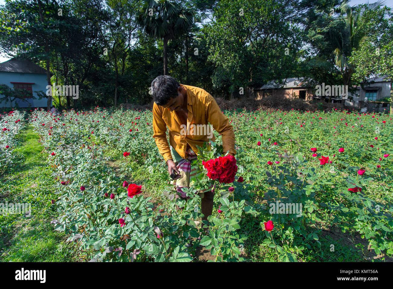 Flower motocoltivatori raccogliere Milano red rose fiori. Foto Stock