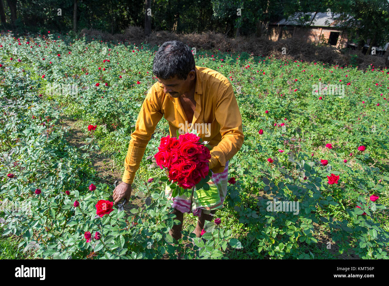 Flower motocoltivatori raccogliere Milano red rose fiori. Foto Stock