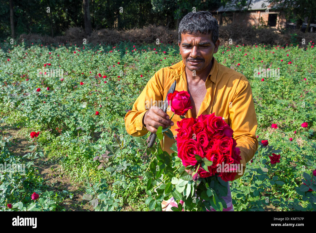 Flower motocoltivatori raccogliere Milano red rose fiori. Foto Stock