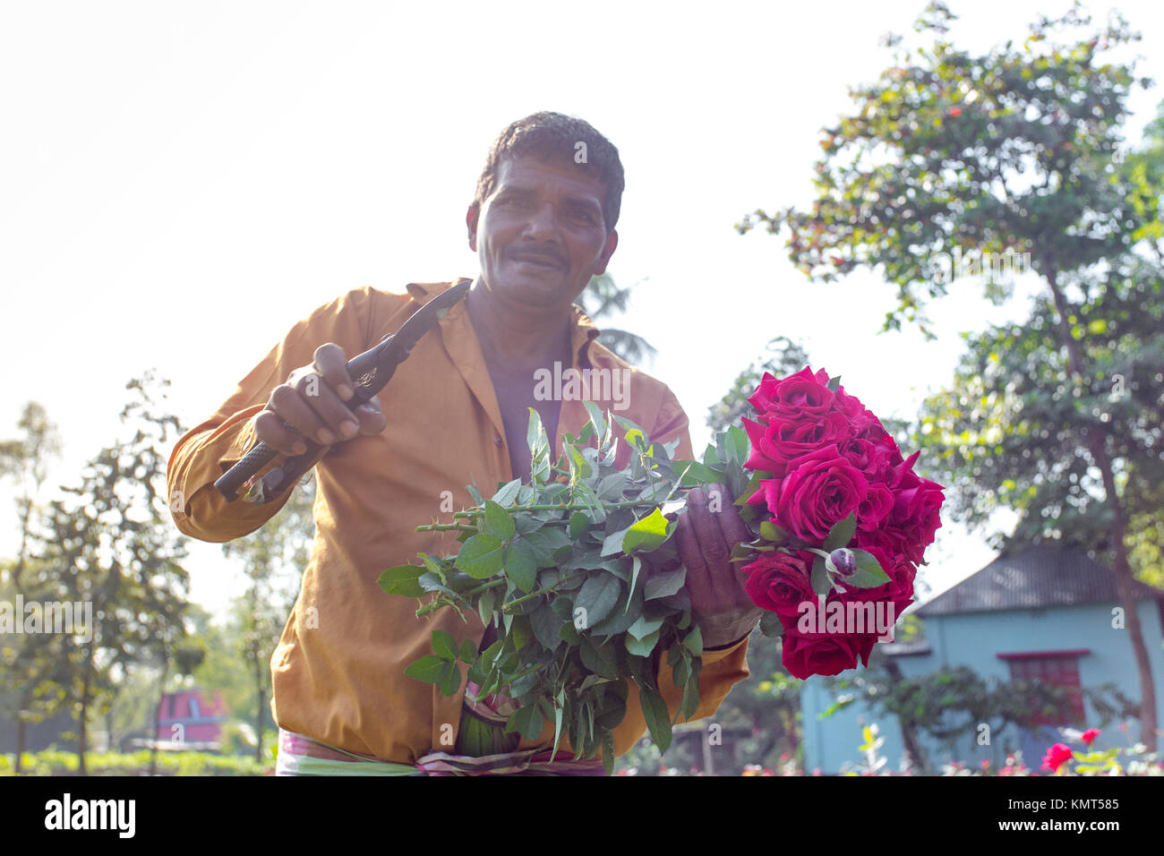 Flower motocoltivatori raccogliere Milano red rose fiori. Foto Stock