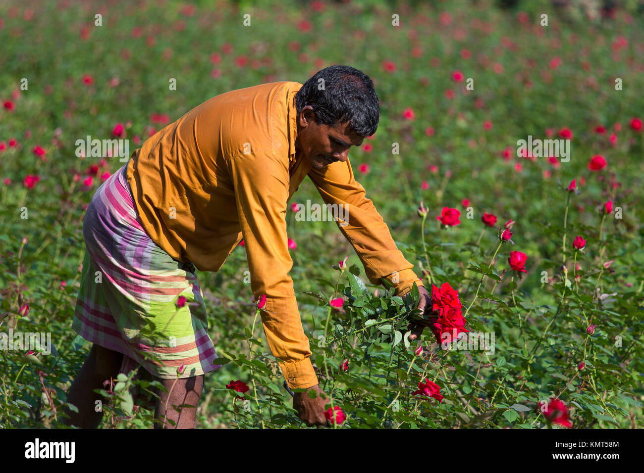 Flower motocoltivatori raccogliere Milano red rose fiori. Foto Stock