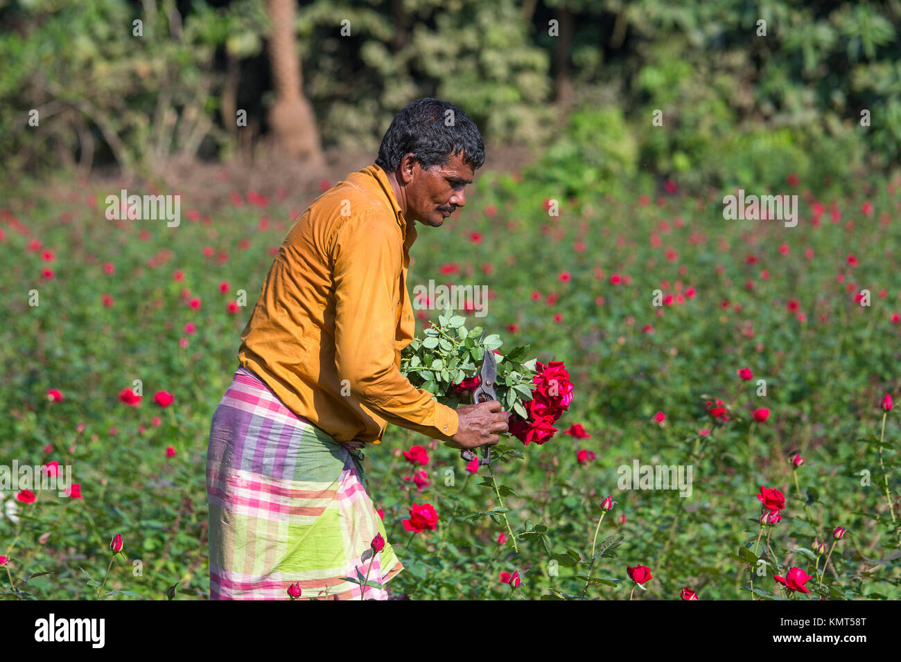 Flower motocoltivatori raccogliere Milano red rose fiori. Foto Stock