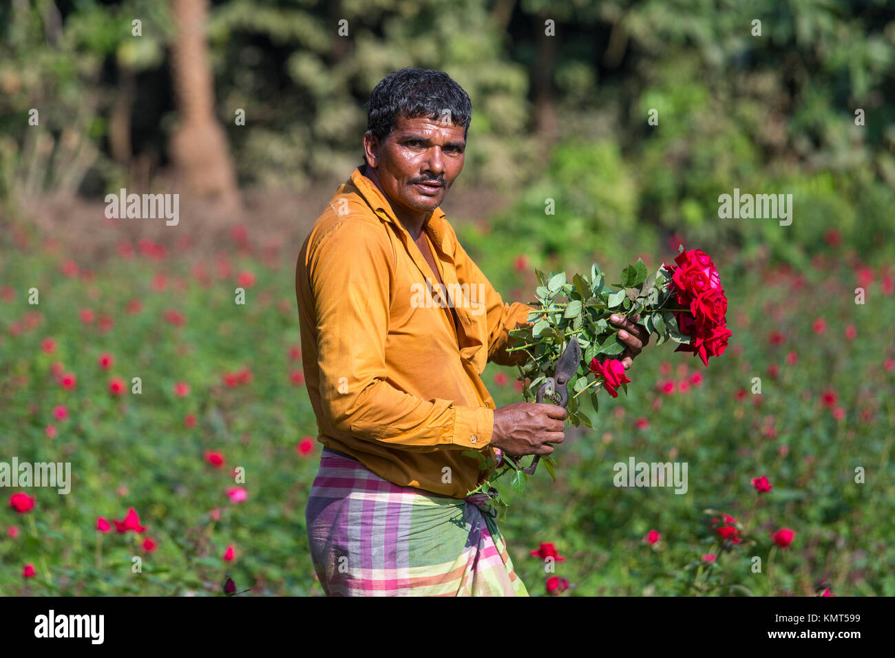 Flower motocoltivatori raccogliere Milano red rose fiori. Foto Stock
