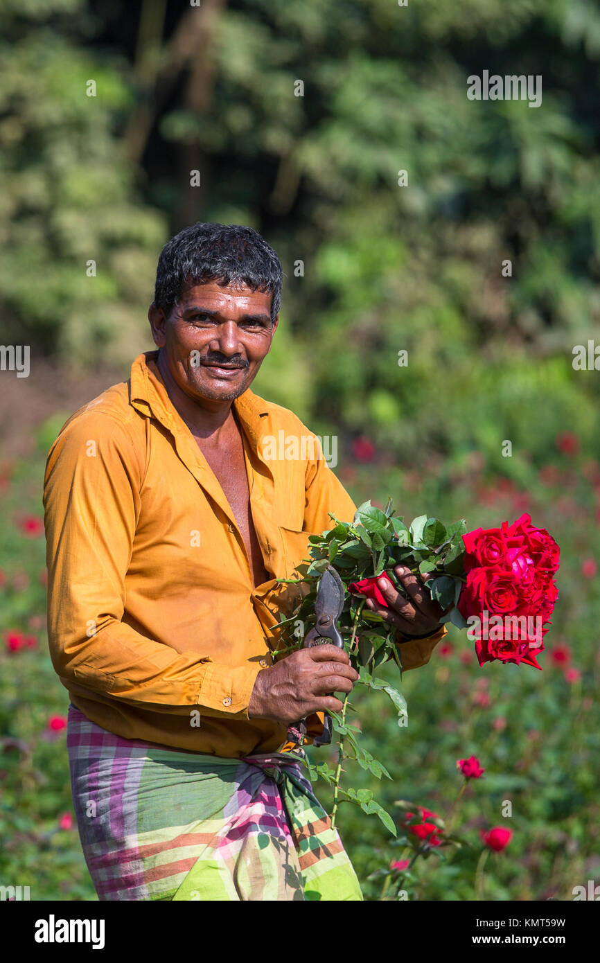 Flower motocoltivatori raccogliere Milano red rose fiori. Foto Stock