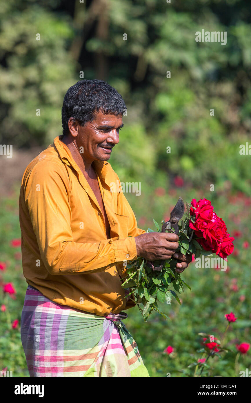 Flower motocoltivatori raccogliere Milano red rose fiori. Foto Stock