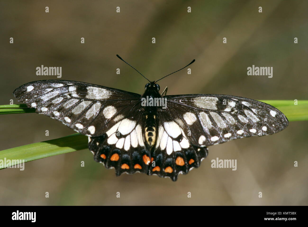 Farfalla di coda di rondine, 'Papilio anactus'. Foto Stock