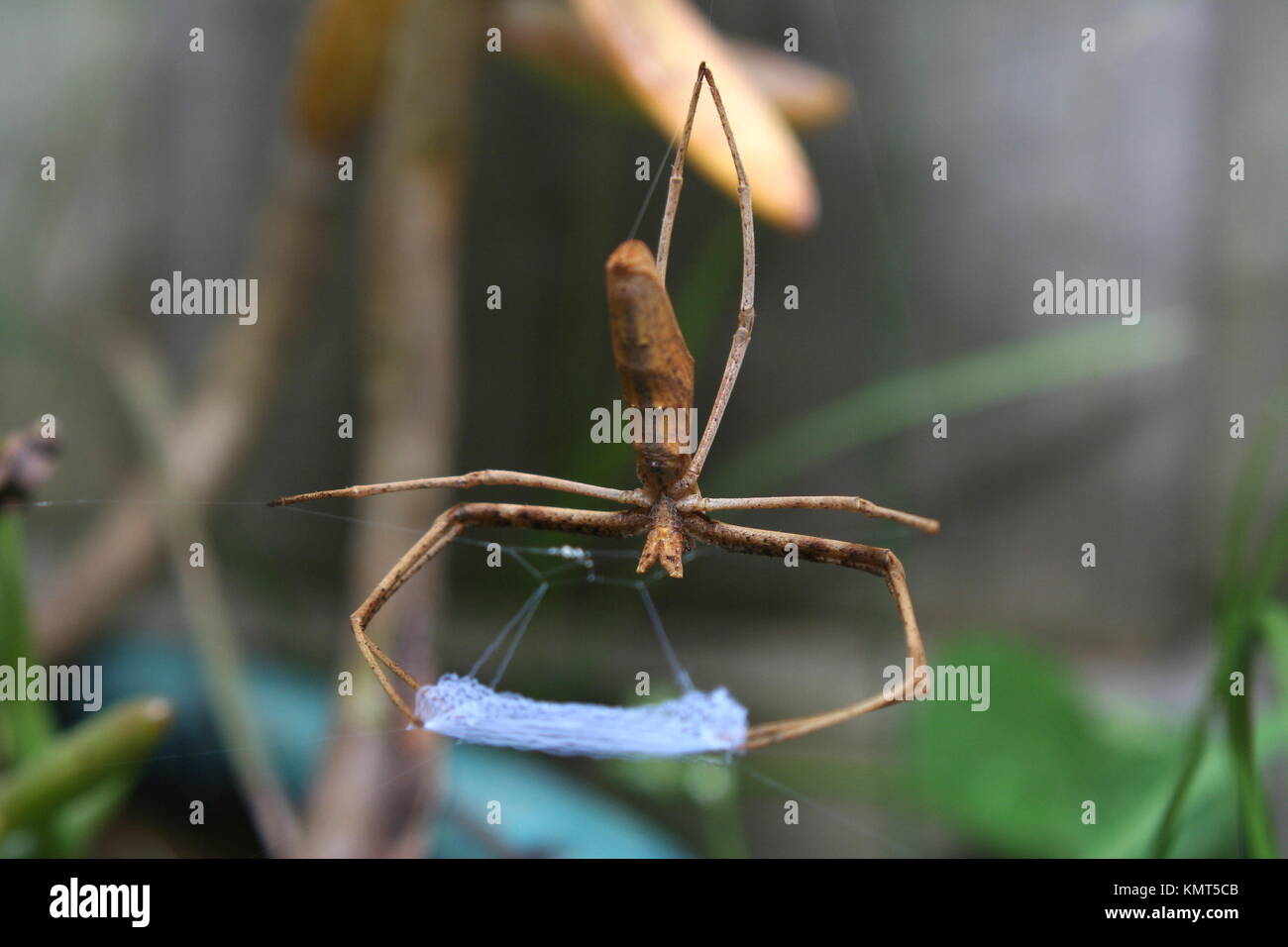 Rufous Net-Casting Spider 'Deinopis subrufa' Foto Stock