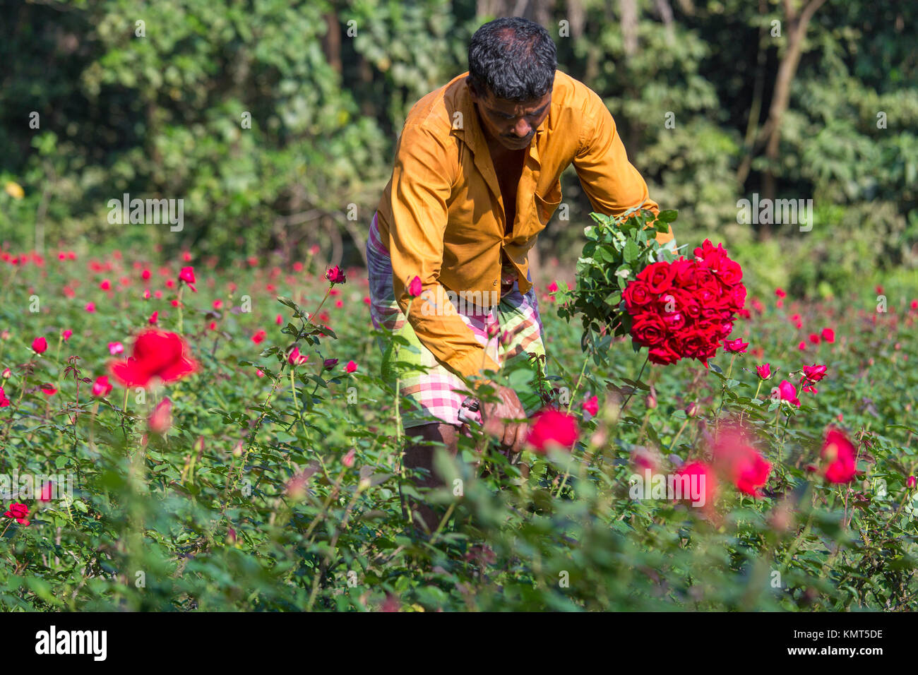 Flower motocoltivatori raccogliere Milano red rose fiori. Foto Stock