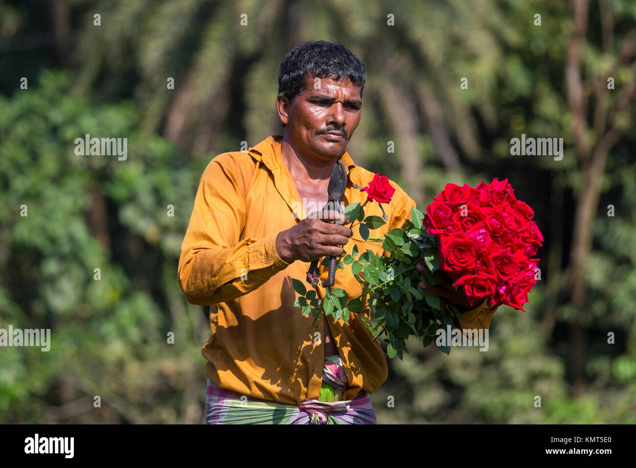 Flower motocoltivatori raccogliere Milano red rose fiori. Foto Stock