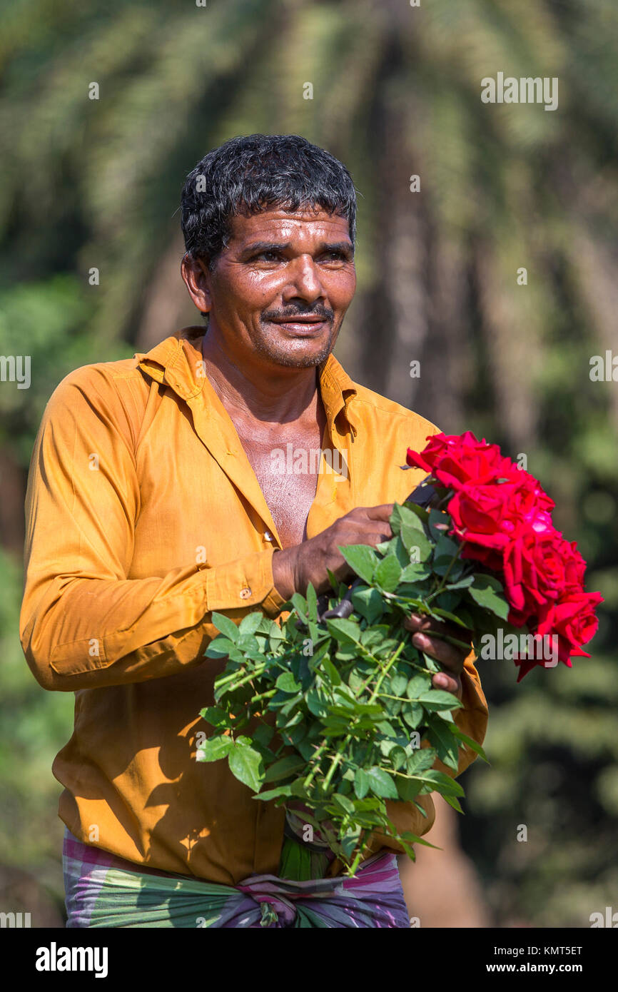Flower motocoltivatori raccogliere Milano red rose fiori. Foto Stock