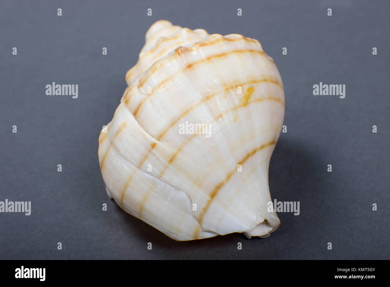 Close up o conch conchiglia di mare, beige e bianco strisce, SEA LIFE Foto Stock