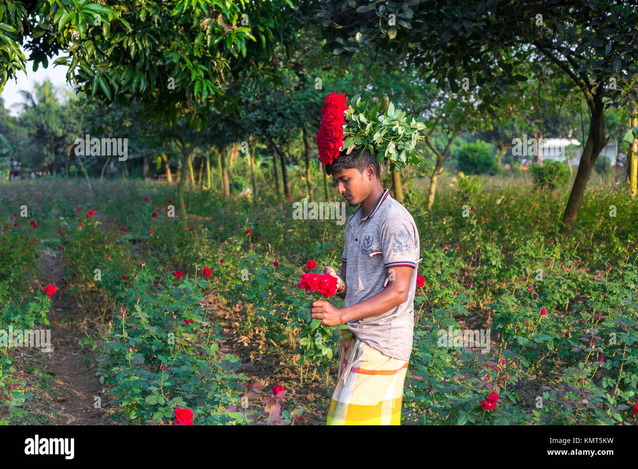 Flower motocoltivatori raccogliere Milano red rose fiori. Foto Stock