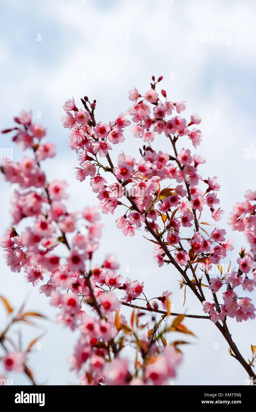 Wild himalayana di fiori di ciliegio in Chiang Mai Thailandia Foto Stock