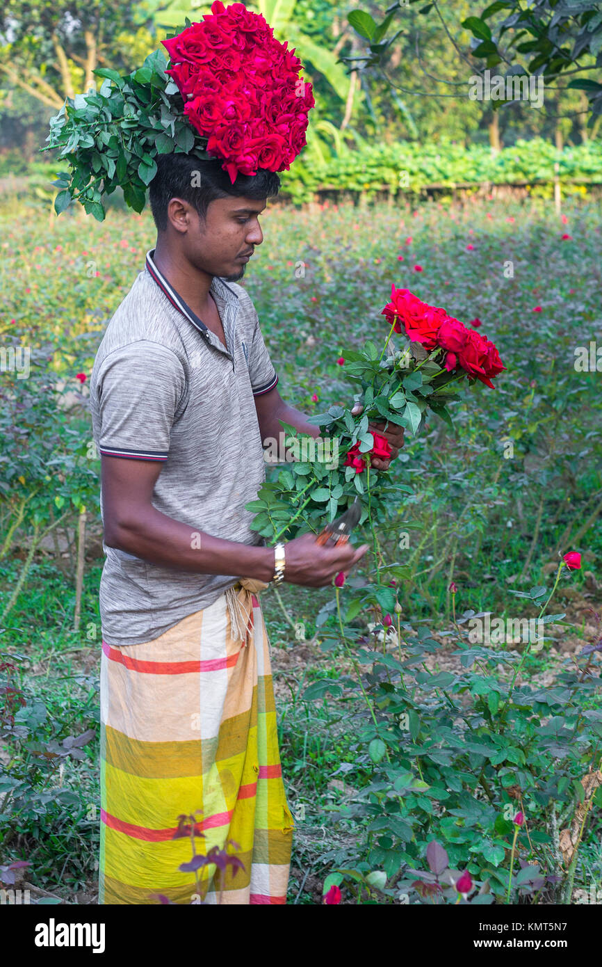 Flower motocoltivatori raccogliere Milano red rose fiori. Foto Stock