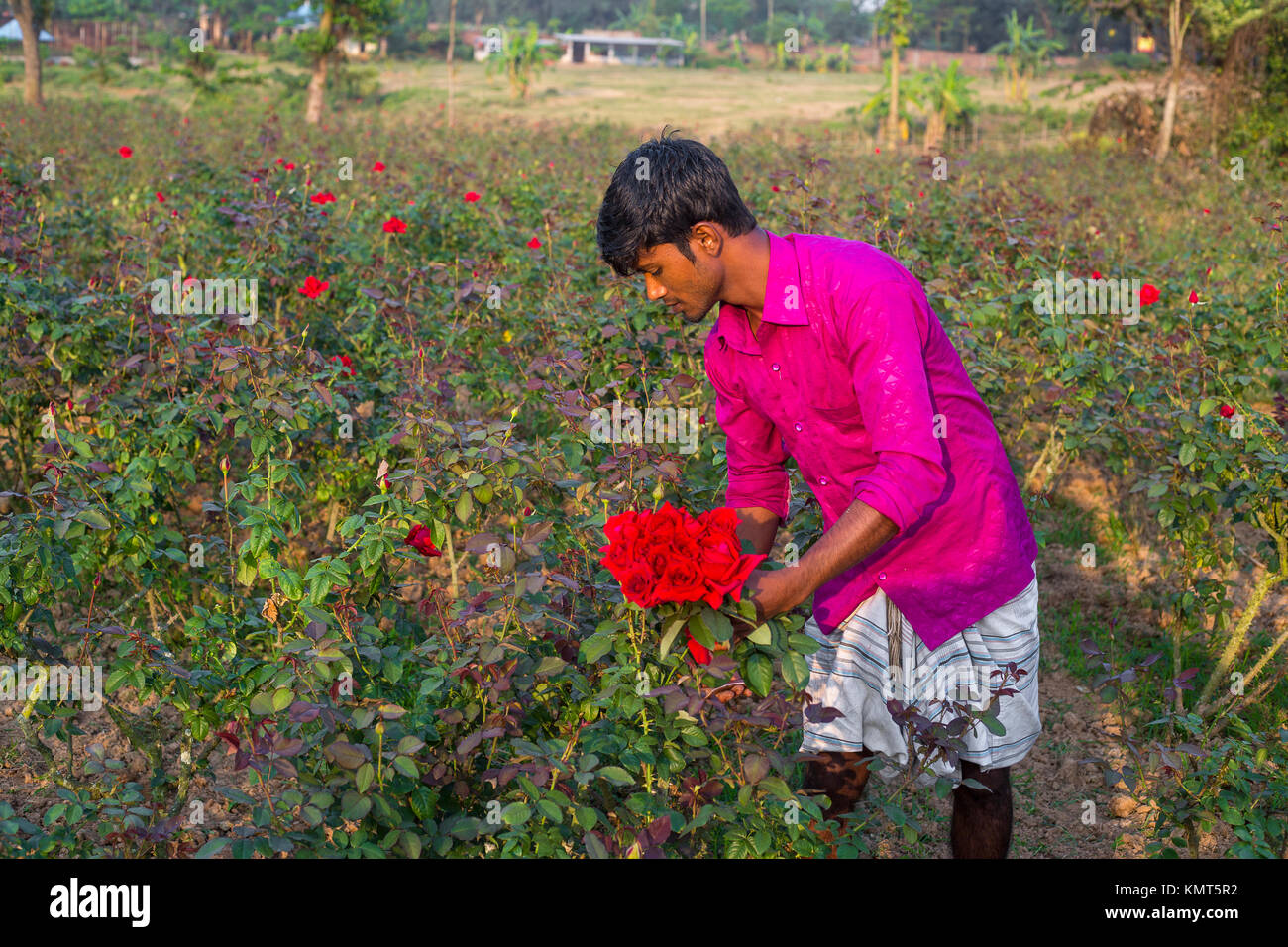 Flower motocoltivatori raccogliere Milano red rose fiori. Foto Stock
