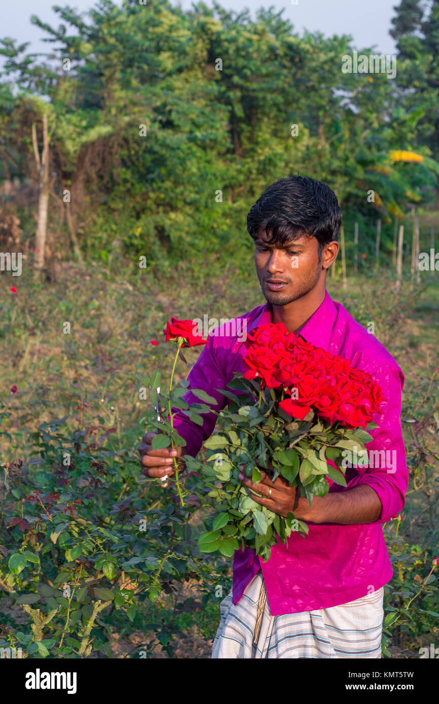 Flower motocoltivatori raccogliere Milano red rose fiori. Foto Stock