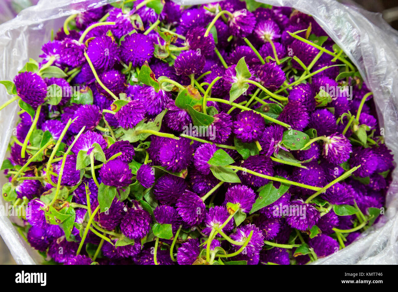 Bangkok, Tailandia. Gomphrena (Globe amaranto) per la vendita nel Pak Khlong Market (Mercato dei Fiori). Foto Stock