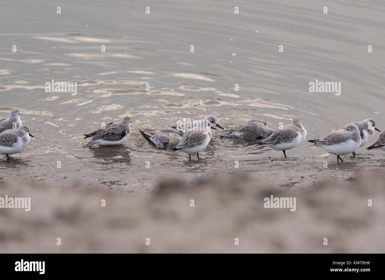 Sanderlings (Calidris alba) dal bordo dell'acqua Foto Stock