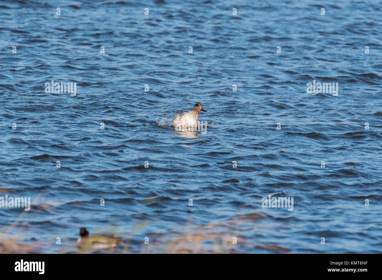 Un maschio di Teal (Anas crecca) spruzzi in acqua Foto Stock