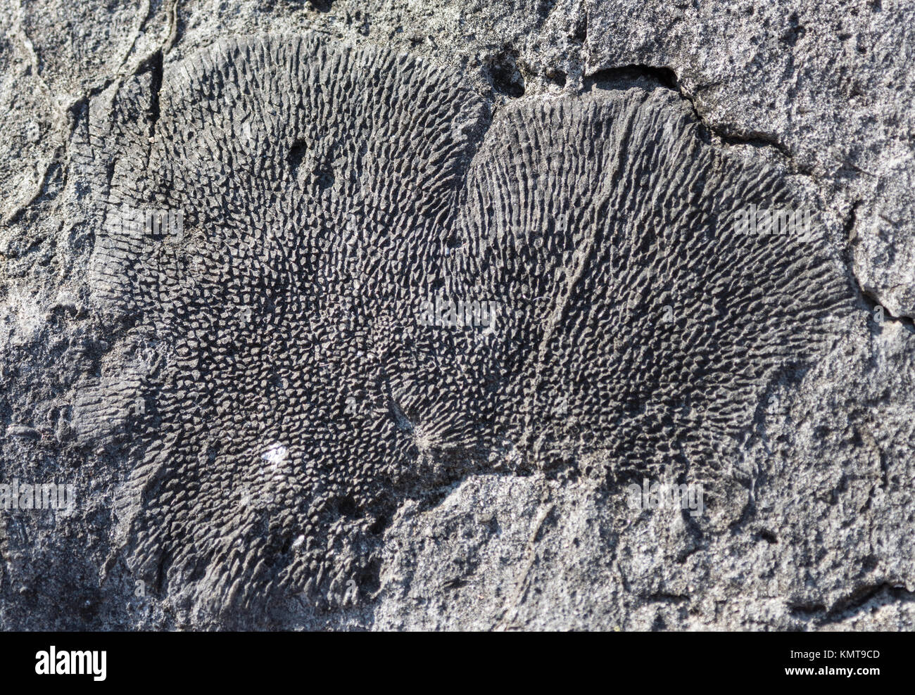 Coralli fossili conservati nel calcare giurassico in Tsingy de Bemaraha National Park. Madagascar, Africa. Foto Stock