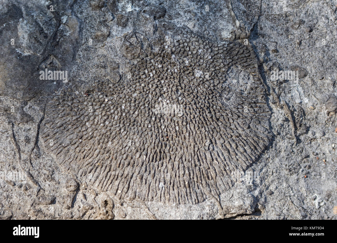 Coralli fossili conservati nel calcare giurassico in Tsingy de Bemaraha National Park. Madagascar, Africa. Foto Stock