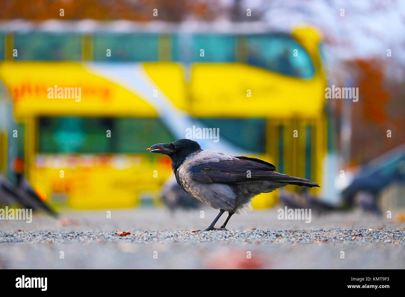 Rovistando crow seduto a terra in una zona urbana a fronte di un autobus gialli a Berlino Foto Stock